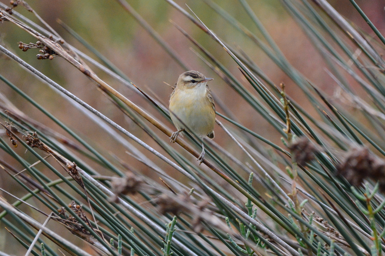 Acrocephalus schoenobaenus Acrocephalus schoenobaenus